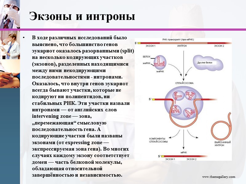 Экзоны и интроны В ходе различных исследований было выяснено, что большинство генов эукариот оказалось